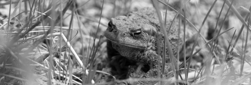 Rupikonna on helppo tuntea rupisesta ihosta. Kuva: Ari Aalto Rupikonna (Bufo bufo) on vaikeampi laskettava. Rupikonnat kutevat suuremmilla lammilla ja järvillä.