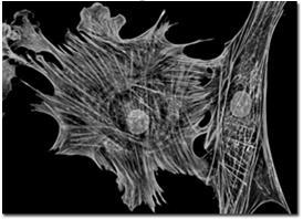 kalsium-ioneja Nature Genetics 38, 155-157 (2006) Published online: 15 January 2006; doi:10.