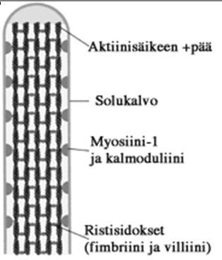 Mikrovillukset ovat sormimaisia pullistumia