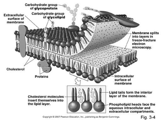 mikrotubulusten (25 nm) ja mikrofilamenttien (5 nm) väliin Solukalvon kemiallinen koostumus proteiinit 55-60% lipidit 35-40% hiilihydraatit 5% 1.