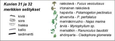 Kuvien 32 ja 33 merkkien selitykset kiviä sora hiekka kallio sedimentti rakkolevä Fucus vesiculosus irtonainen rakkolevä hapsivita Potamogeton pectinatus ahvenvita P.