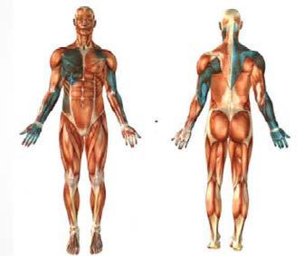 20 (39) etureiden ulkosivulle. (Aalto ym. 2014, 92.) Toiminnallinen ipsilateraalinen linja alkaa leveästä selkälihaksesta, josta se kulkee ulompaan vinoon vatsalihakseen.