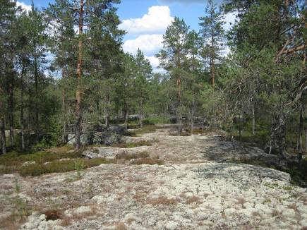 Kuvio. Kalliometsä, karukkokangas (ClT) tai kuiva kangas (CT), jossa kitukasvuinen männikkö. Puusto ei ole kuitenkin kovin vanha ja kuviolla on jossain vaiheessa varmasti suoritettu poimintahakku.