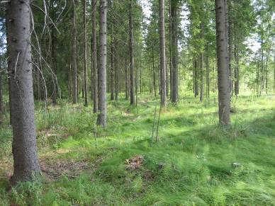 Aivan kuvion eteläreunalla on joitakin pieniä kallioita. Metsä on kallion ympärillä kuivahkoa kangasta ja männikkö monivuotinen. Metsä on äskettäin harvennettu.