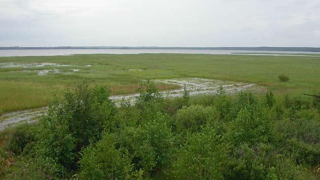 2 Joensuu, Höytiäisen kanavan suisto Höytiäisen kanavan suisto muistuttaa lintuvesityypiltään eteläisiä lintujärviä.