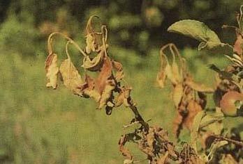 Tulipolte (Erwinia amylovora-bakteeritauti) Kuva: A. Jones Nyt on suuri tulipoltteen leviämisriski Suomeen lähialueilta.