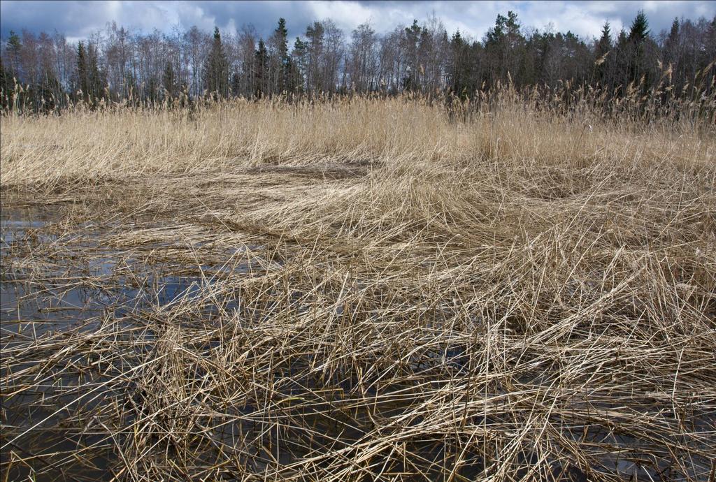 Muutoksia rannikon kalakannoissa - MARISPLAN Arvioidaan ilmastonmuutoksen kautta lisääntymisalueisiin ja kalakantoihin kohdistuvia muutoksia Selvitetään miten särjen ja kuhan lisääntymisalueiden