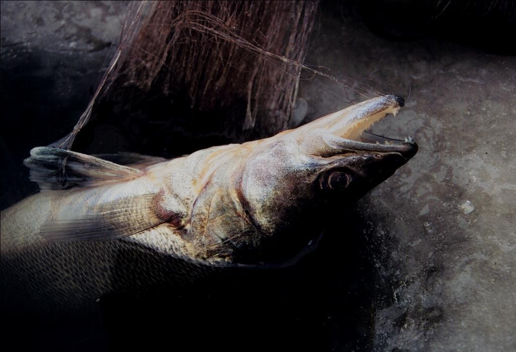 Uhka vai mahdollisuus kalastukselle? Kuhasaalit kasvavat lämpimien vuosien seurauksena (Pekcan-Hekim ym.