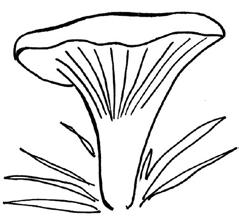 Sieniryhmiä Sienet voidaan jakaa erilaisen rakenteensa mukaan sieniryhmiin, joista tyypillisimpiä ovat: TATIT Tattien jalka on paksu, verkkokuvioinen ja pullean lakin alaosassa on pillejä.