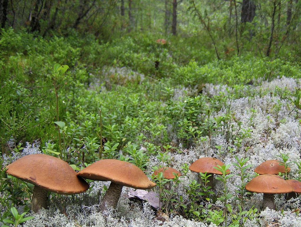 Yhteistyökykyiset sienet Suomalaiset metsäpuut ovat lähes täysin riippuvaisia mykorritsasta.