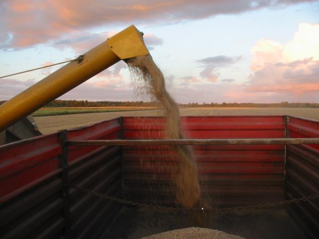 Tavoitteet sikatilan viljanviljelyssä Hehtopainot ohra HLP vähintään 66 kg vehnä HLP vähintään 78kg kaura HLP vähintään 56 kg Valkuaispitoisuus tavoite12.