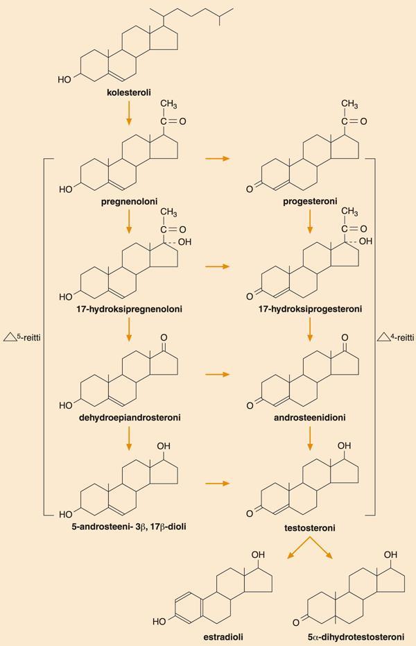4 Sukurauhaset tuottavat sukupuolihormoneiksi kutsuttuja steroidihormoneja.