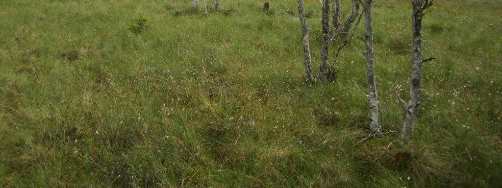 ojittamaton neva Erityistä: Virtojen puolella laaja luonnontilainen neva