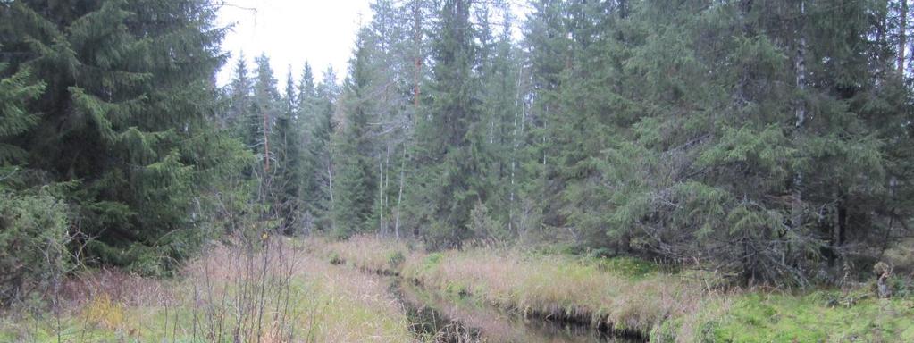 Metsähallituksen päätöksellä suojellut kohteet Riuttasjoen suot, Riuttaskylä