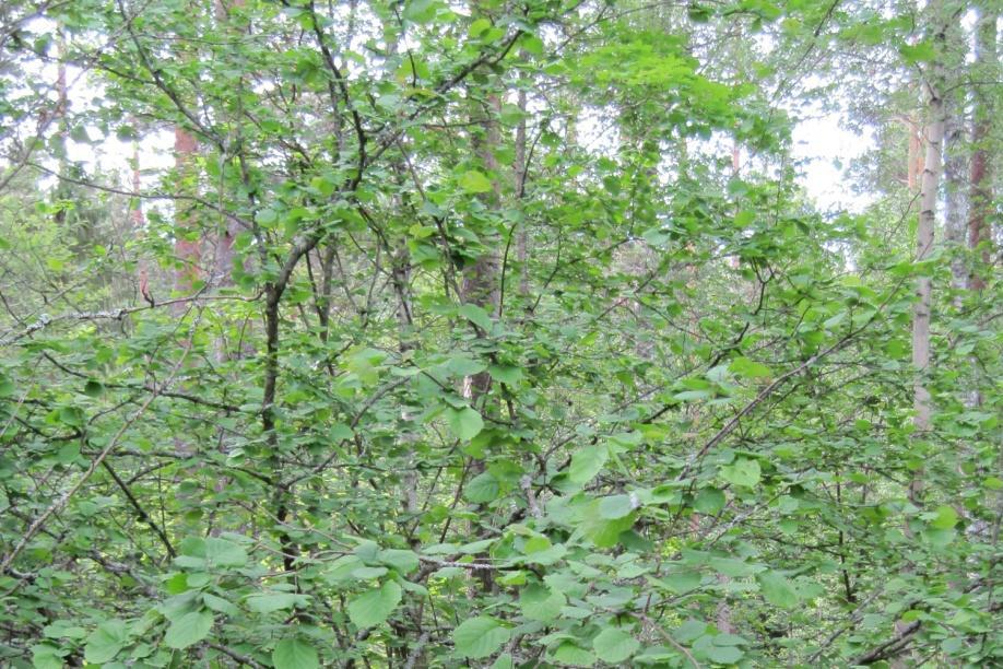 Ansomäki, Viljakkala Pinta-ala: 0,26 ha