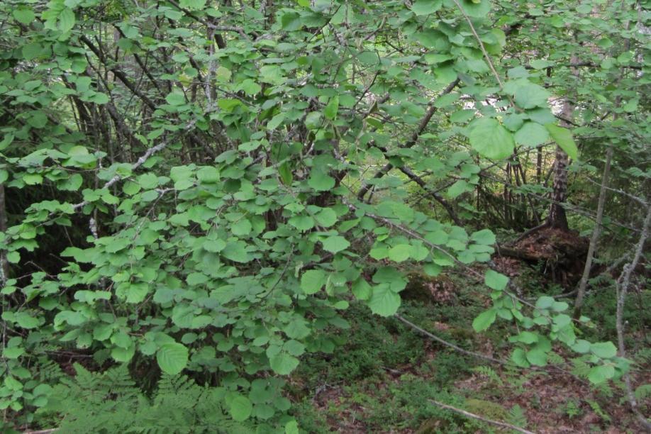 kuusama, sudenmarja Erityistä: suojelualue