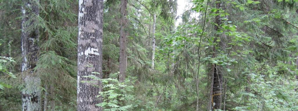 Jaskaranlammin metsä, Karhe
