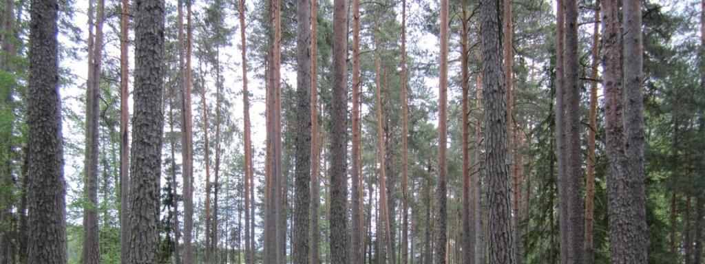 Lammasniemi, Pappilankylä Pinta-ala: 6,6 ha