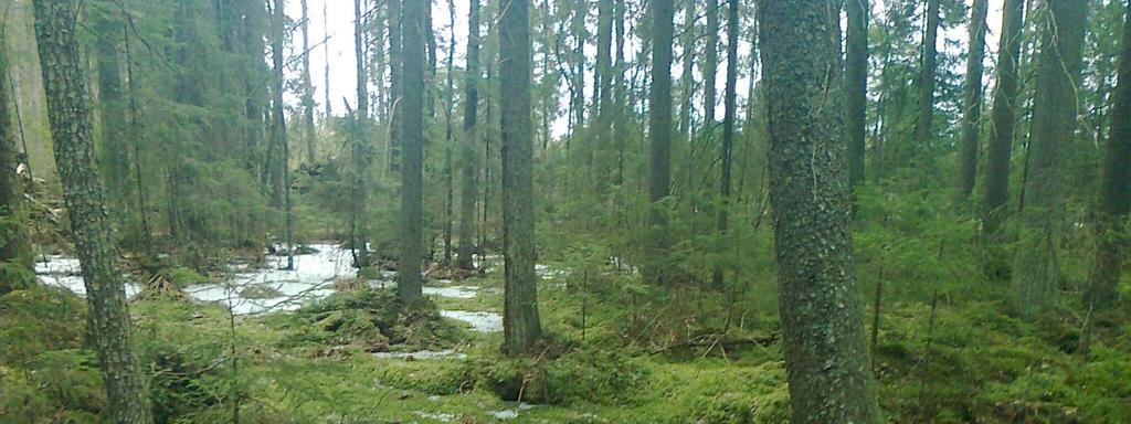 Leppioja, Ylöjärvi Pinta-ala: 6,2 ha Rauhoitettu: