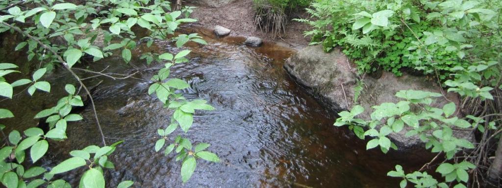 Lajistoa: lehtoleinikki, kotkansiipi,