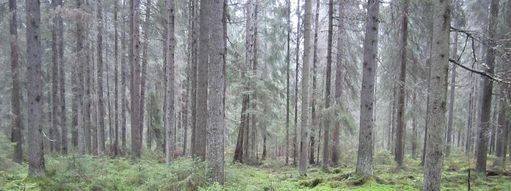 Mikkolankorpi, Ylöjärvi Pinta-ala: 14 ha Rauhoitettu: 2016
