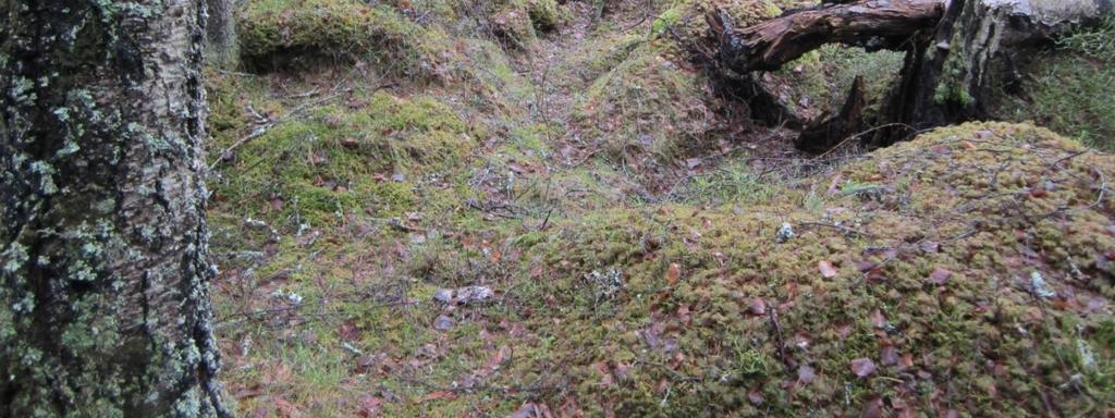 kaupunki rauhoitti metsän Suomen itsenäisyyden 75-vuotis