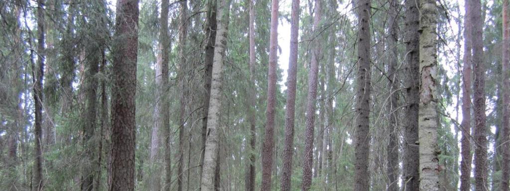 Pikkusaari, Poikelus Pinta-ala: 0,3 ha Rauhoitettu: