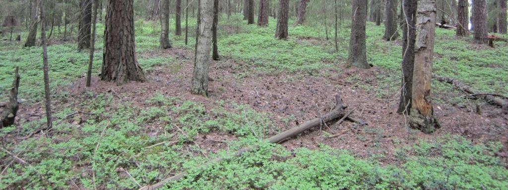 maisemallisesti hieno vanhan metsän saari; Ylöjärven