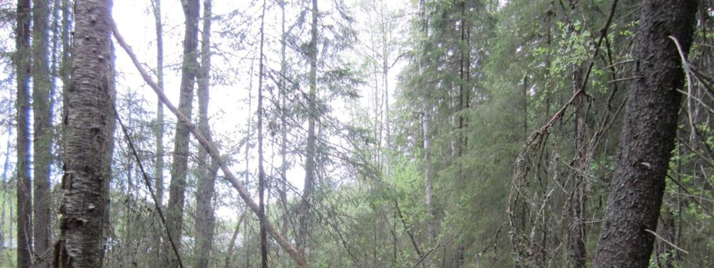 Pikku-Haapajärven metsä, Mutala