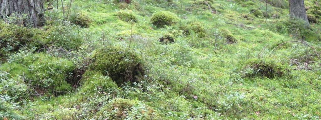 merkittävä ulkoilualue, vain osa alueesta jätetään kokonaan metsänhoidon ulkopuolelle;