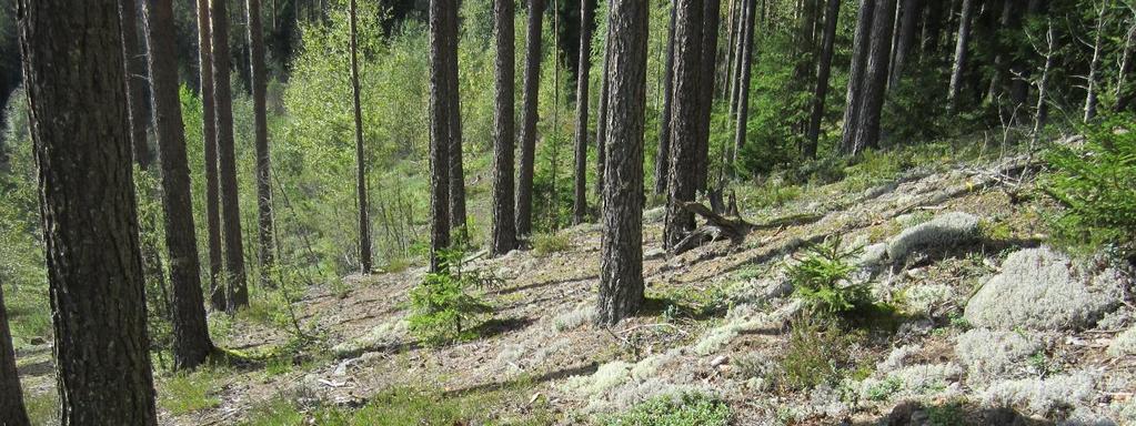 Pinsiönharju, Pinsiö Pinta-ala: 58,5 ha Rauhoitettu: 1980,