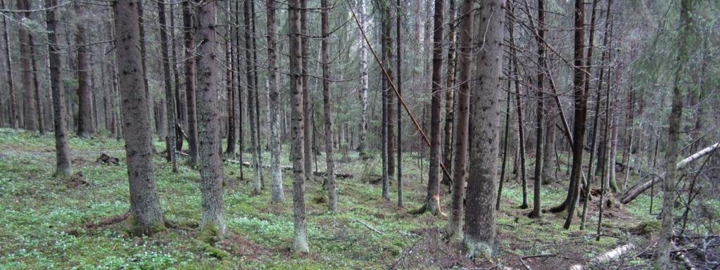Valkeekiven lehto, Siivikkala Pinta-ala: 4,3