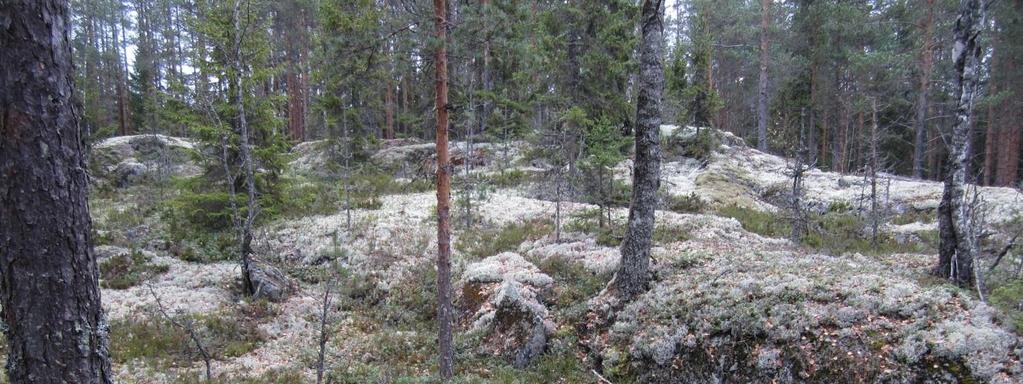 Viitaankulman metsä,