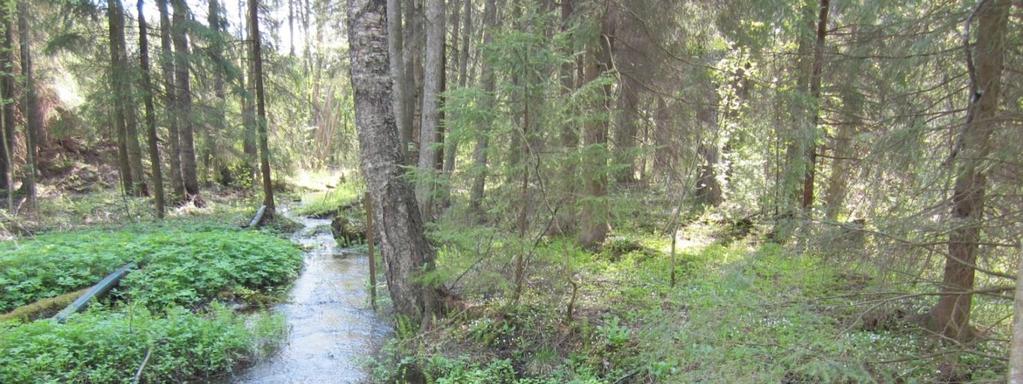 Ylä-Pinsiön lähdelehto, Pinsiö Pinta-ala: 0,5 ha