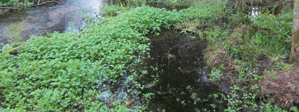 purolitukka, soikkokaksikko Erityistä: lähdelehdon puhdas