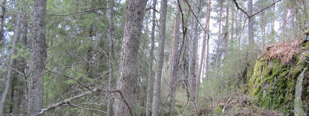Luonnonsuojelulailla rauhoitetut suojellut luontotyypit Isomäen