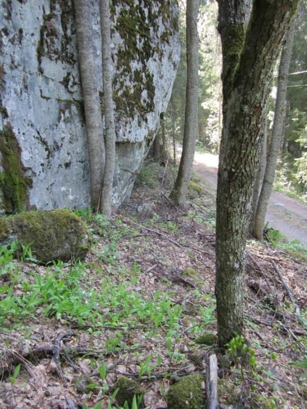 Luonnonsuojelulailla rauhoitetut suojellut luontotyypit Paappasenniemen lehmusmetsikkö, Karjula