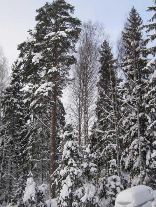 ) Rauhoitettu: 1965 Siivikkala
