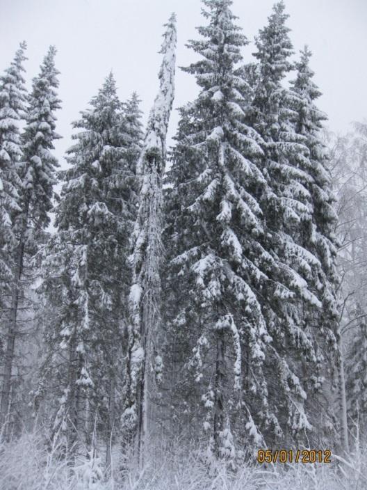 Luonnonsuojelulailla rauhoitetut