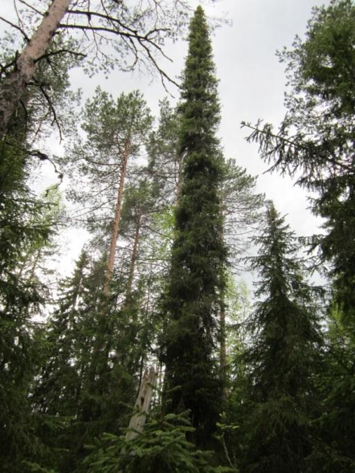 kuuset Luode Rauhoitettu: 1935