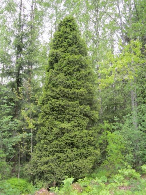 Kuru, Iso-Särkijärvi Rauhoitettu: