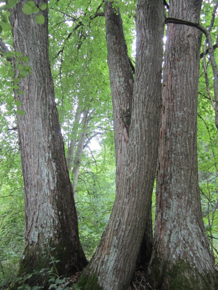 Luonnonsuojelulailla rauhoitetut