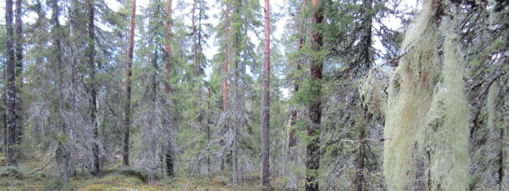 Valtion maille perustetut luonnonsuojelualueet Pitämävuoret,
