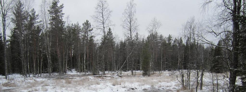 Metsähallituksen päätöksellä suojellut kohteet Jakopuro