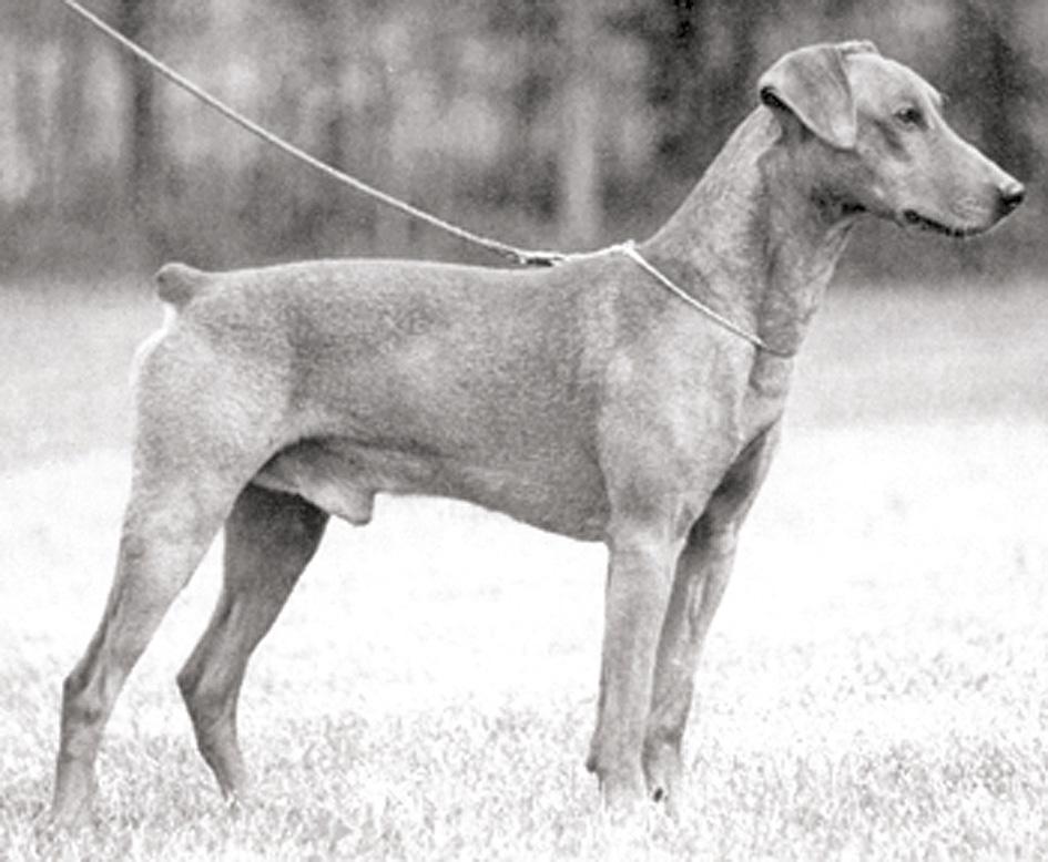 SKK:n rotukirjassa IX mainitaan 1913 ensimmäisen kerran rotu Pinscher. Silloin syntyi Bretty (numero 211), jonka omisti helsinkiläinen Ragnhild Grenman. Koiran vanhempia ei tunneta.