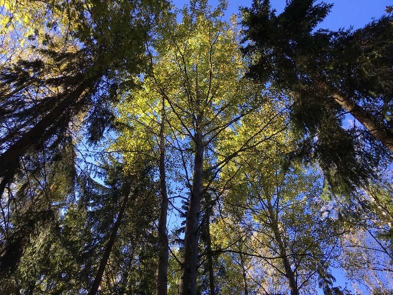 Kenkä Matin tontti) yhteiseltä selvitysalueelta (Lempääläntien, Teräväkadun, voimalinjan ja Perkkoonkadun välinen alue) löytyi vähintään huomion arvoisia luontoarvoja avainbiotoopeista, liito