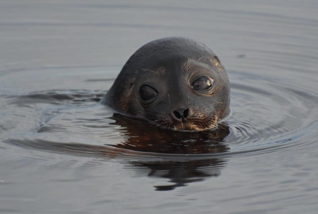 MERVI KUNNASRANTA / WWF Itämerennorppa kärsii jo jäättömistä talvista Viimeiset kolme talvea ovat olleet Saaristomerellä, Suomen lounaisosassa, jäättömiä.