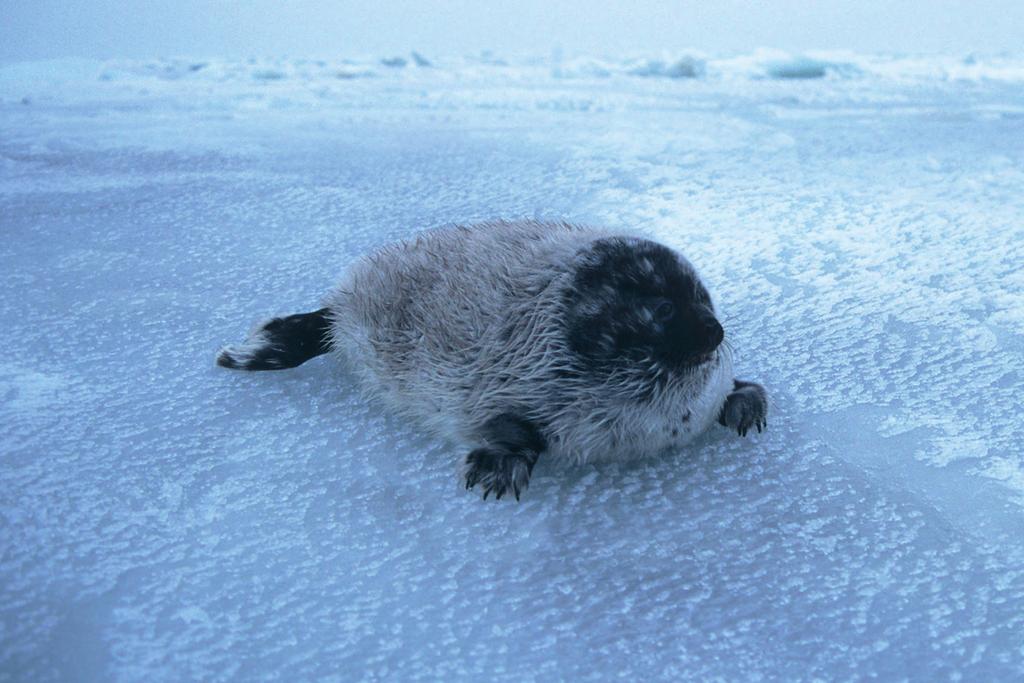 SEPPO KERÄNEN / WWF Tarvitsemme riistakameroita ja lentolaskentoja Tarvitsemme lisää tutkimustietoa itämerennorppien määristä ja levinneisyydestä suojeluratkaisujen