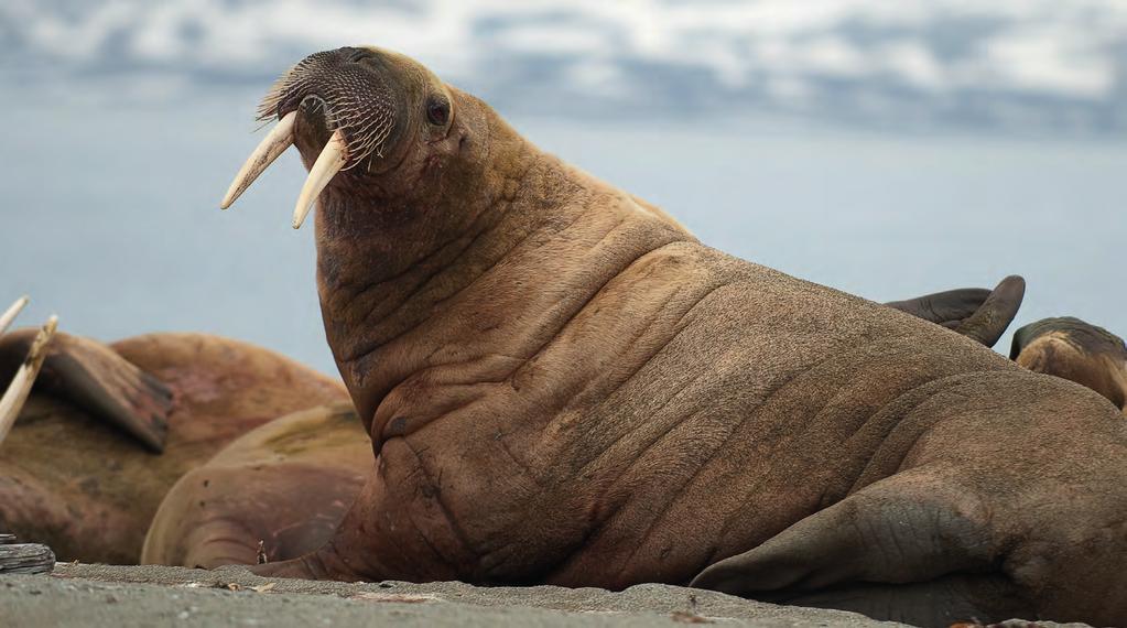 MIKHAIL CHERKASOV / WWF-RUSSIA Ilmastonmuutoksen hillitseminen auttaa myös mursuja Mursut kokoontuvat rannikolle suuriksi laumoiksi, koska niiden