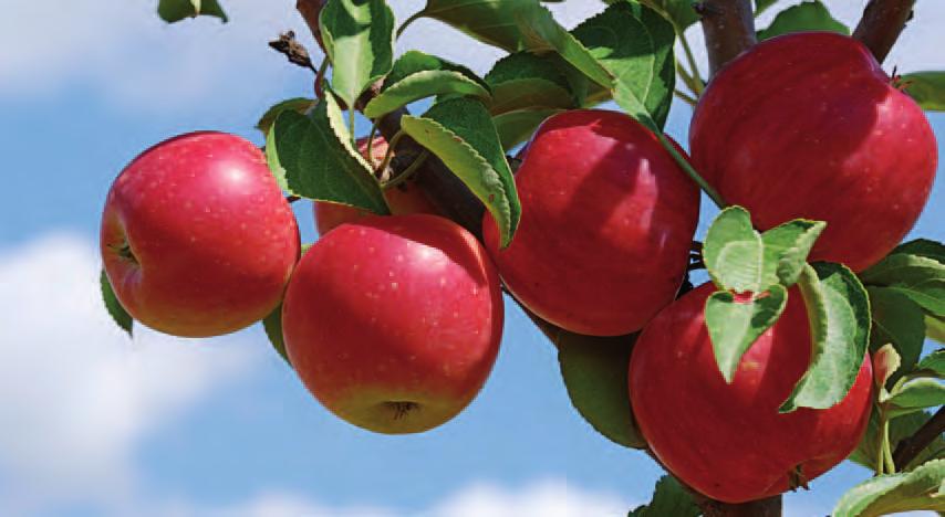 Summerred Muodoltaan lieriömäinen, melko kiinteä ja maultaan aromikas omena.